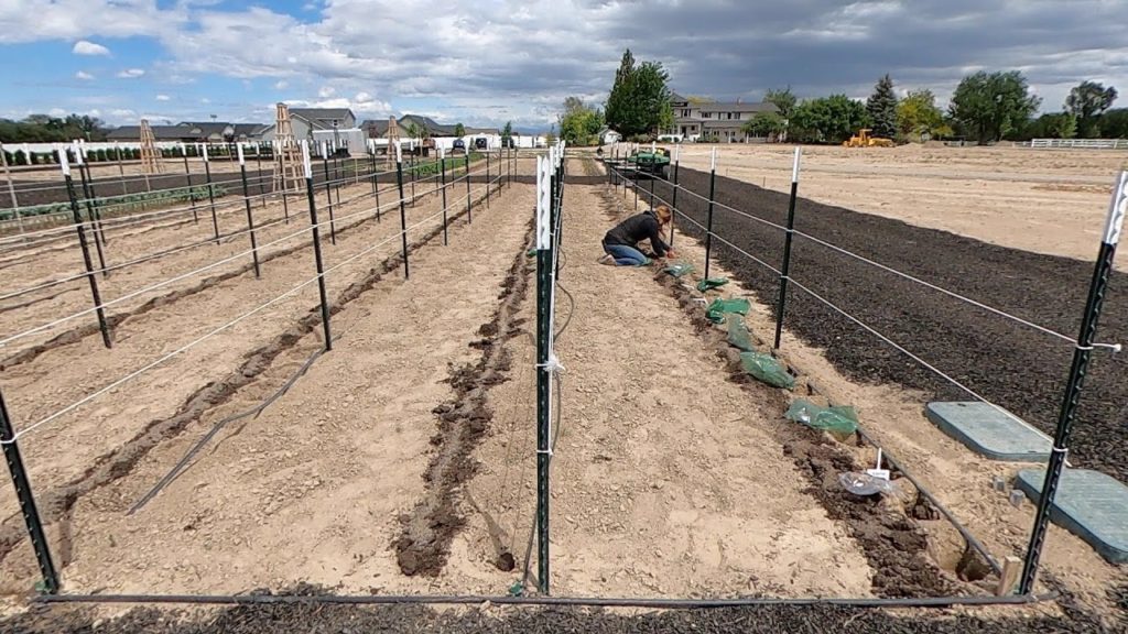 Planting 288 Dahlias & 75 Gladiolus!!! 😱🥰🙌 // Garden Answer