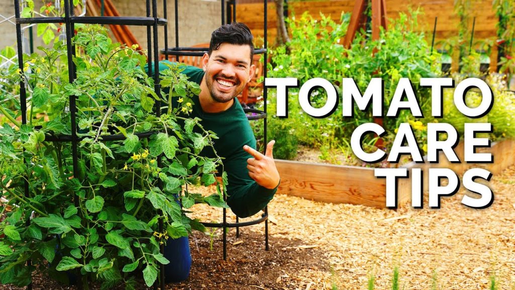Epic Gardening: Tomato Care: How to Prune, Water, Support, and Fertilize for JUICY Tomatoes 🍅 Tomato Care: How to Prune, Water, Support, and Fertilize for JUICY Tomatoes 🍅