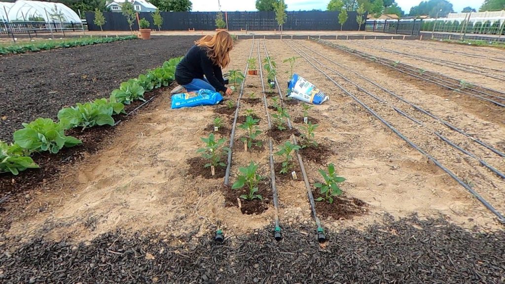 Planting Peppers & Growing Tips (+ Climbing Rose Update)! 🌶🌹🥰 // Garden Answer