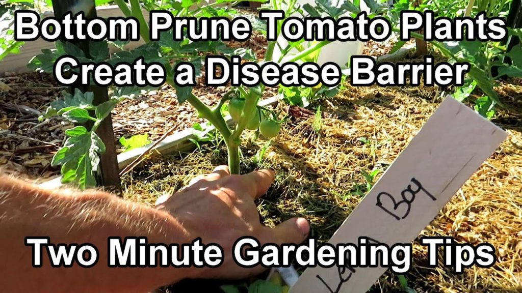 Bottom Prune Tomato Plants for Airflow & A Disease Soil Splash Barrier: Two Minute TRG Tips