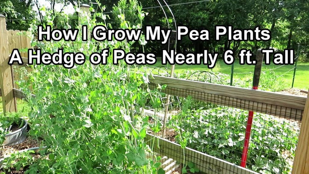 Gary Pilarchik: How I Grow Really Tall Productive Pea Plants Packed Together: Growing Tips & Full Growth Examples How I Grow Really Tall Productive Pea Plants Packed Together: Growing Tips & Full Growth Examples