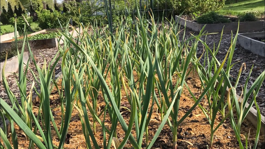 5 Reasons Your Garlic Leaves are Turning Yellow