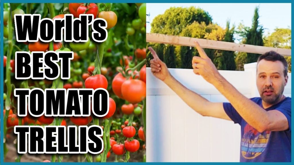 Cheap and Easy TOMATO TRELLIS