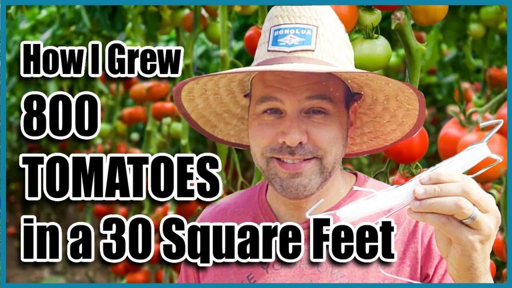 How to Grow More Tomatoes in a Small Space.