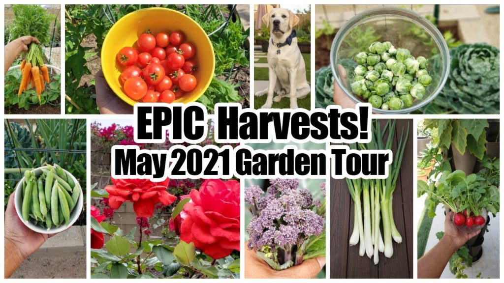 EPIC Vegetable Harvests! Full Garden Tour & Gardening Tips!