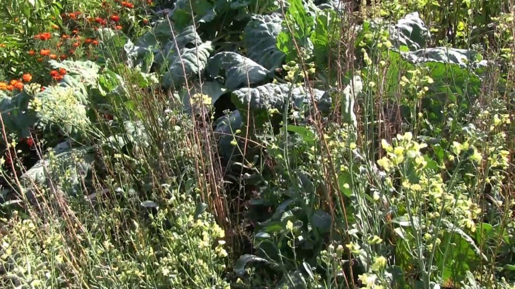 MIgardener: Our Amazing Organic Garden Survived a Killing Frost! Our Amazing Organic Garden Survived a Killing Frost!
