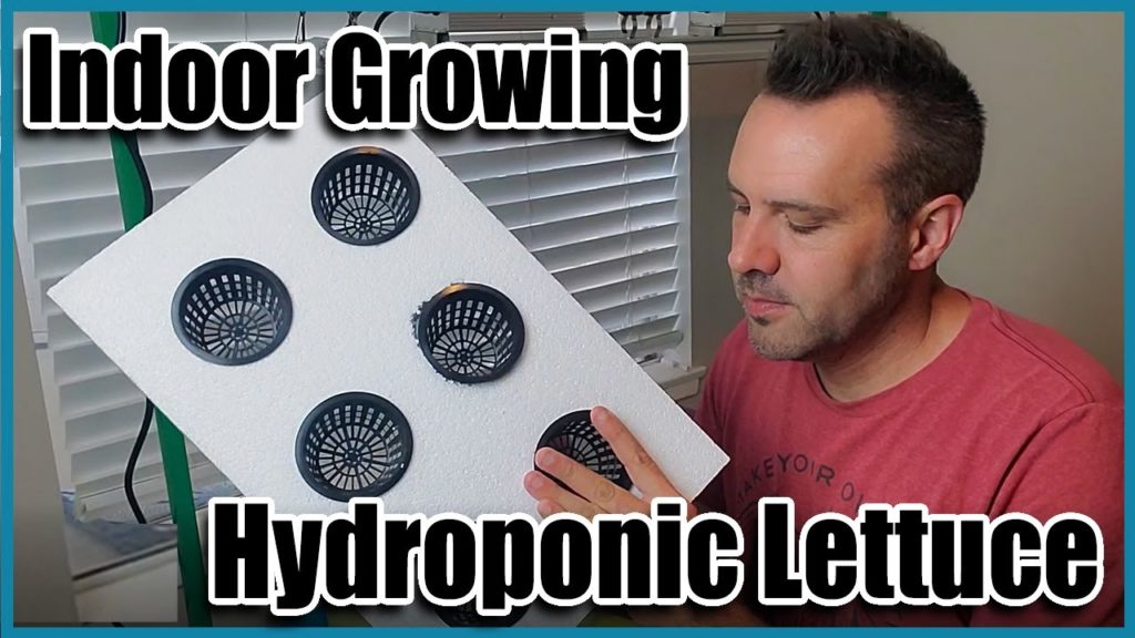 California Garden TV: Simple Way to Grow Hydroponic Lettuce Indoors Simple Way to Grow Hydroponic Lettuce Indoors