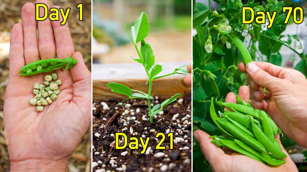 How to Grow Peas, Seed to Harvest at Home