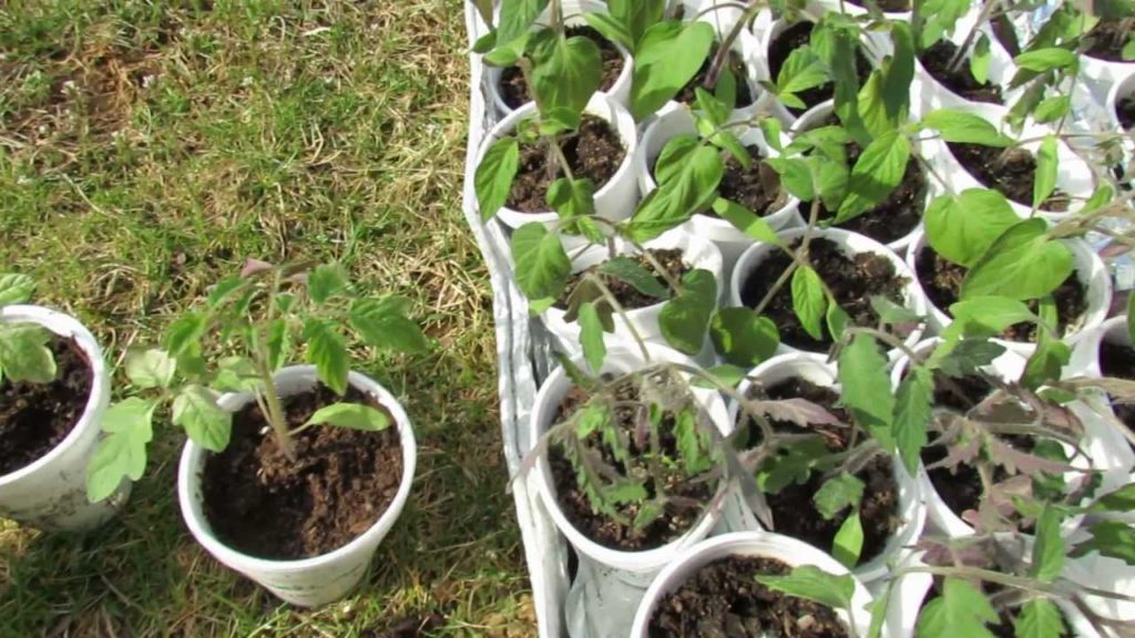 60 Seconds or Sow: What is Tomato Leaf Sunscald & Prevention Tips: The Rusted Garden 2013