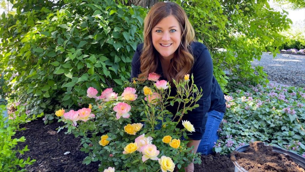 Garden Answer: Planting Oso Easy Italian Ice Roses! 🌿 // Garden Answer Planting Oso Easy Italian Ice Roses! 🌿 // Garden Answer