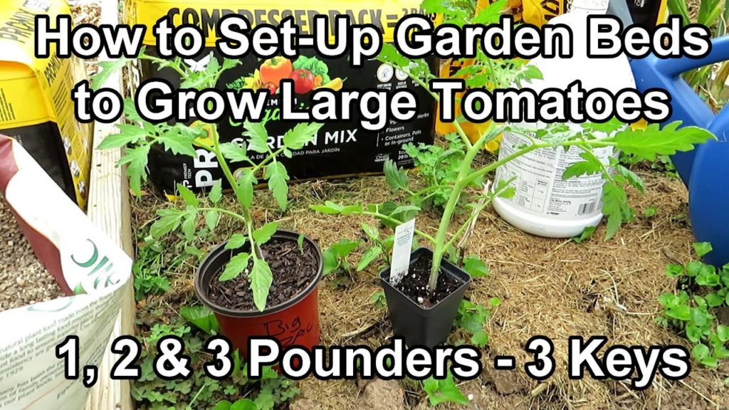 How Grow Large Tomatoes E-1 of 3: Setting Up The Bed - Basic Fertilizer, Loose Soil, Mulch & Posts
