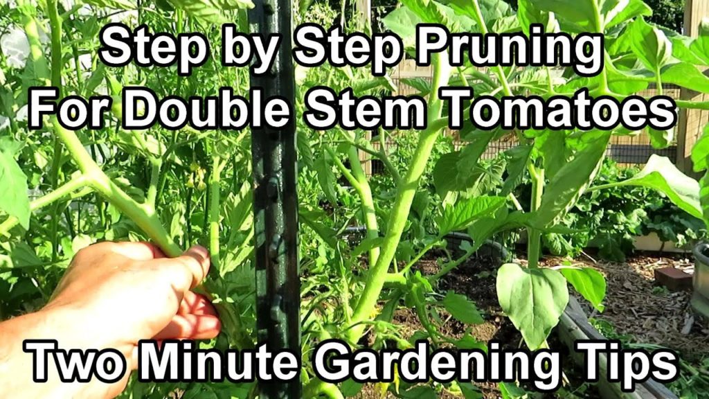 A Double Stem Tomato Pruning Method - From Never Pruned to 2 Production Stems: Two Minute TRG Tips
