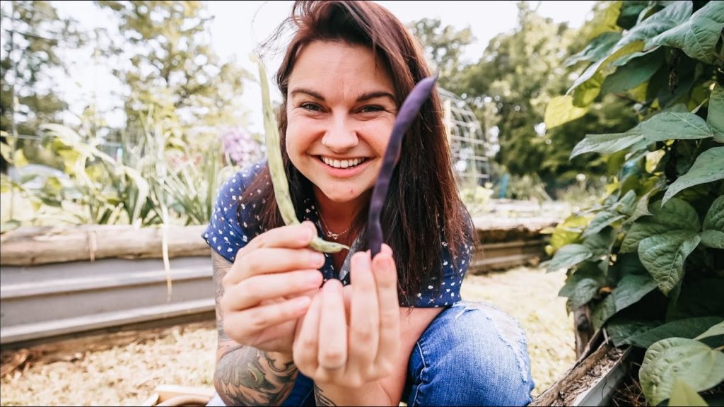 Roots and Refuge Farm: Huge Green Bean Harvest (Rotten Egg Horror Stories) | VLOG Huge Green Bean Harvest (Rotten Egg Horror Stories) | VLOG