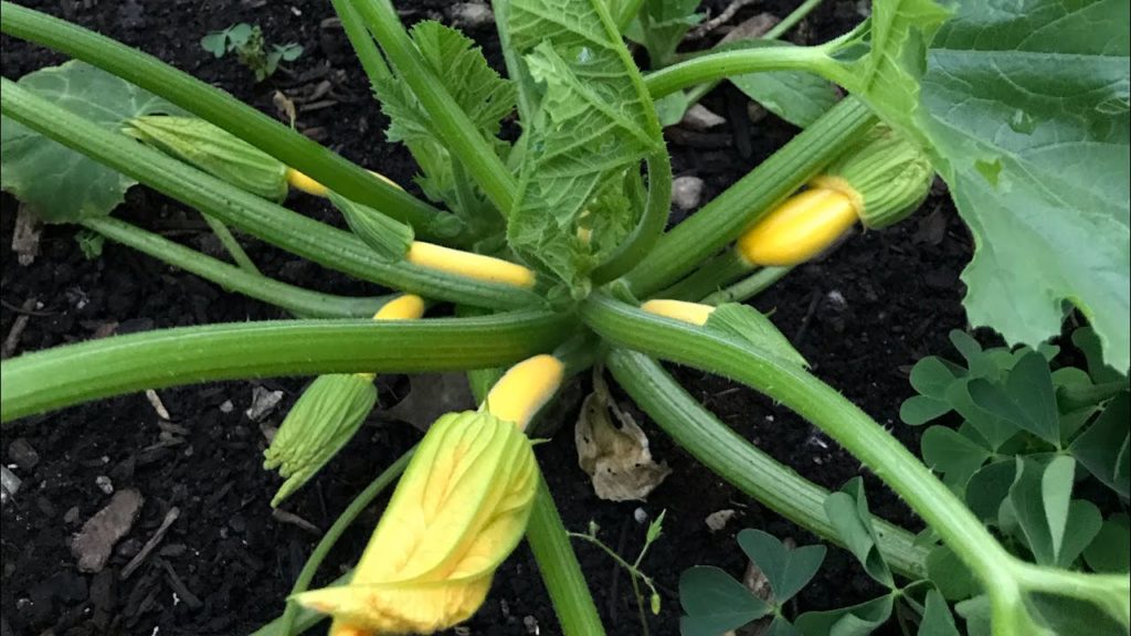 5 Reasons Your Squash Plants Are Only Producing Male Flowers