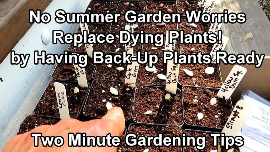 Gary Pilarchik: How to Plant a 'Back-Up Summer Garden' in a Seed Tray – 32 Plants Just in Case!: Two Minute TRG Tips How to Plant a 'Back-Up Summer Garden' in a Seed Tray - 32 Plants Just in Case!: Two Minute TRG Tips