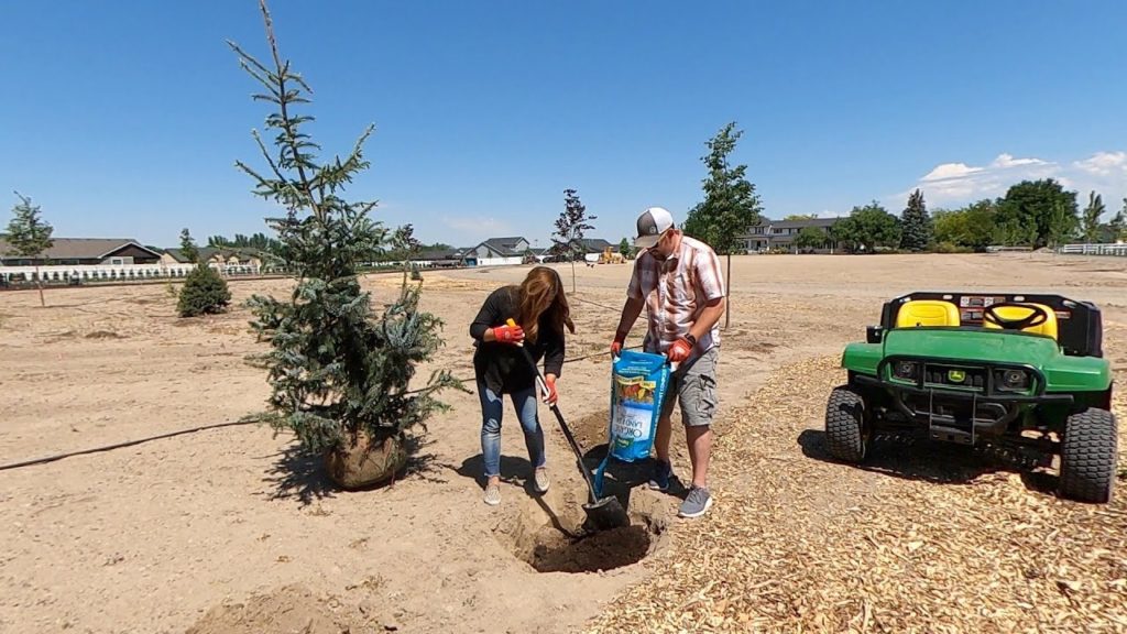 Planting a Spruce Tree & Finishing up Planting Projects Around Town! 💚💜💙 // Garden Answer