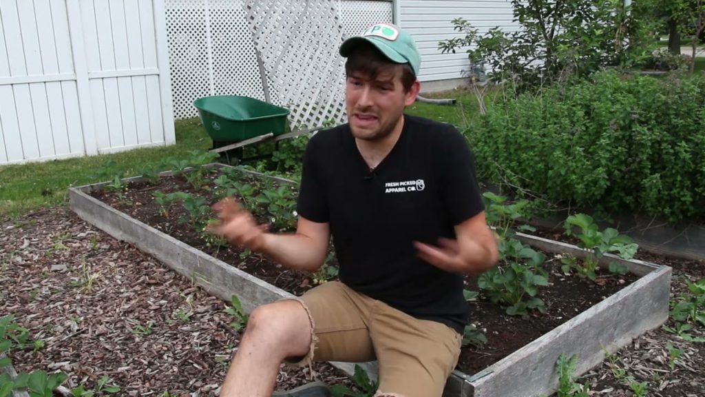 Should You Pick Off Flowers on Newly Planted Strawberries?