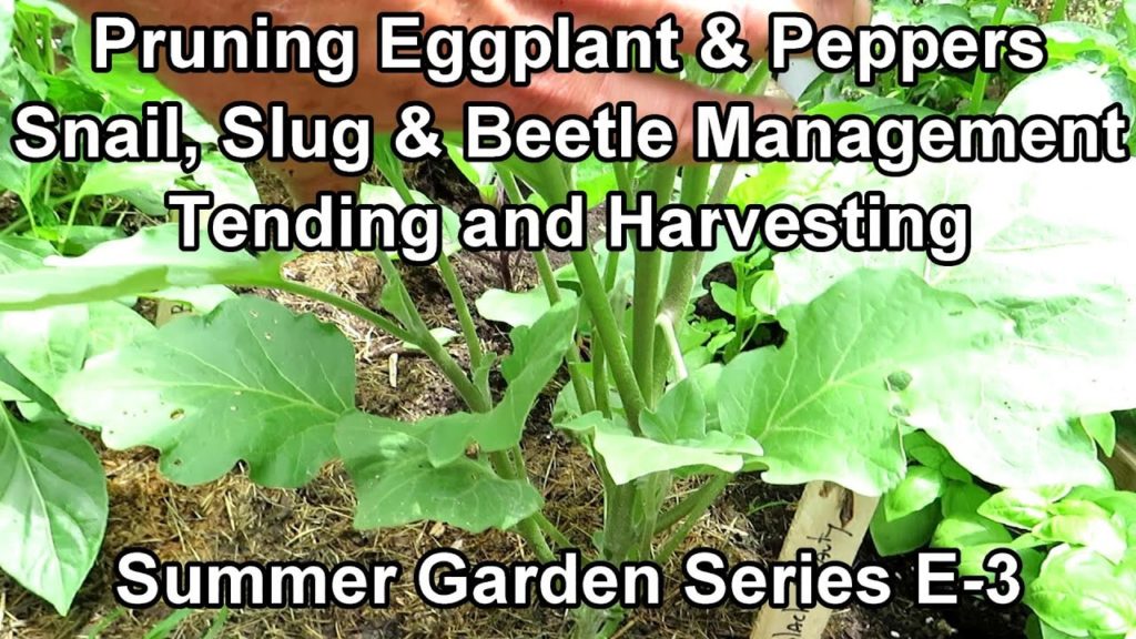 Planting My 'Summer Garden' E-3: Pruning Eggplants & Peppers, Slug & Beetle Control, Radish Harvest