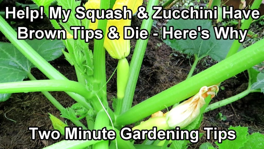 Gary Pilarchik: Identifying Male & Female Squash & Zucchini Flowers and Browning Squash & Fruit :Two Minute TRG Tips Identifying Male & Female Squash & Zucchini Flowers and Browning Squash & Fruit :Two Minute TRG Tips