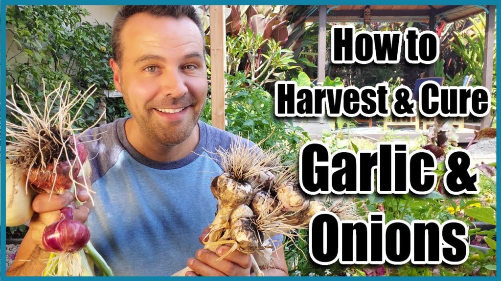 California Garden TV: How to Harvest Garlic and Onions How to Harvest Garlic and Onions