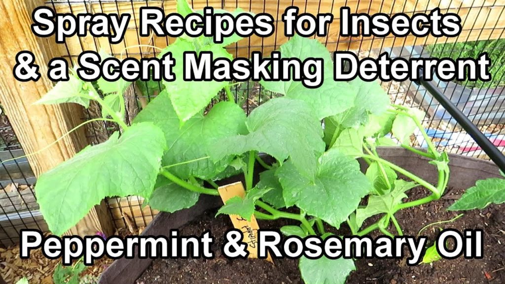 Using Peppermint & Rosemary Oil on Cucumbers for Spider Mites & Scent Masking : Cucumber Care E-1