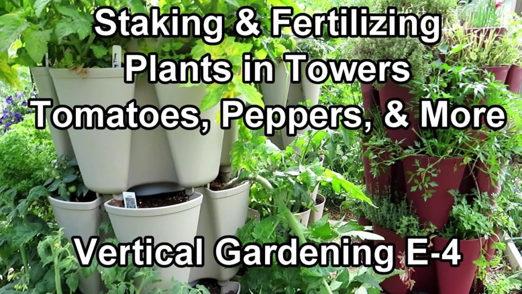 Vertical Gardening: Staking Tomatoes, Peppers &  More - Water Soluble Fertilizing & Worm Casting Tea