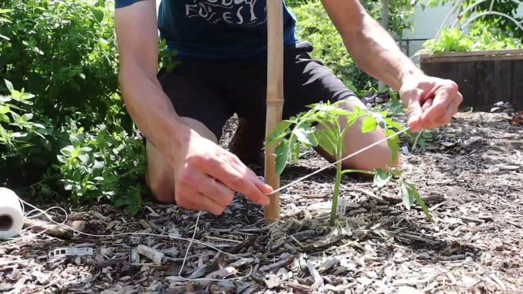 James Prigioni: How to Easily Prune and Stake Tomatoes | Earlier Harvests, Bigger Yields, and Healthier Plants How to Easily Prune and Stake Tomatoes | Earlier Harvests, Bigger Yields, and Healthier Plants