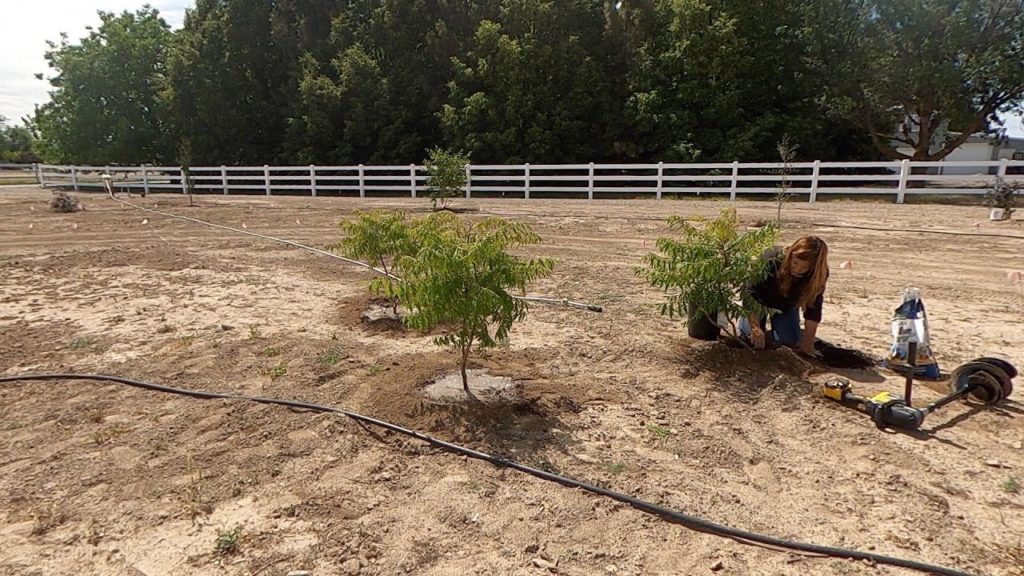 Garden Answer: Planting Sumacs and Elderberries! 🌿 // Garden Answer Planting Sumacs and Elderberries! 🌿 // Garden Answer