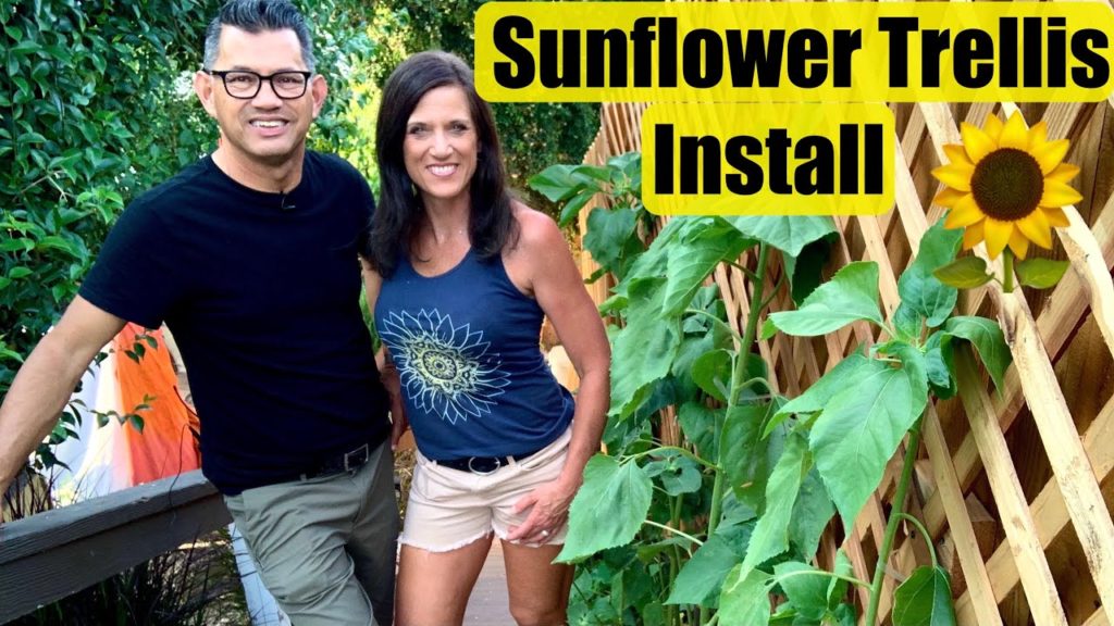 Sunflower Trellis Install - Vertical Flower Garden / CaliKim and CameraGuy Project 🌻