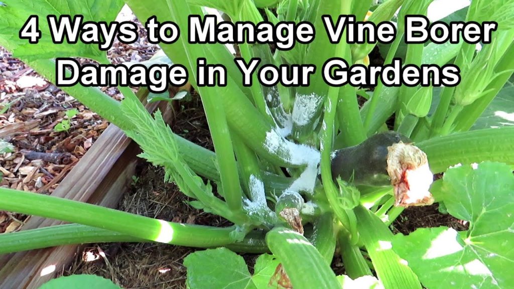 4 Ways to Manage the Squash Vine Borer from Damaging Squash, Zucchini & Winter Squash Plants