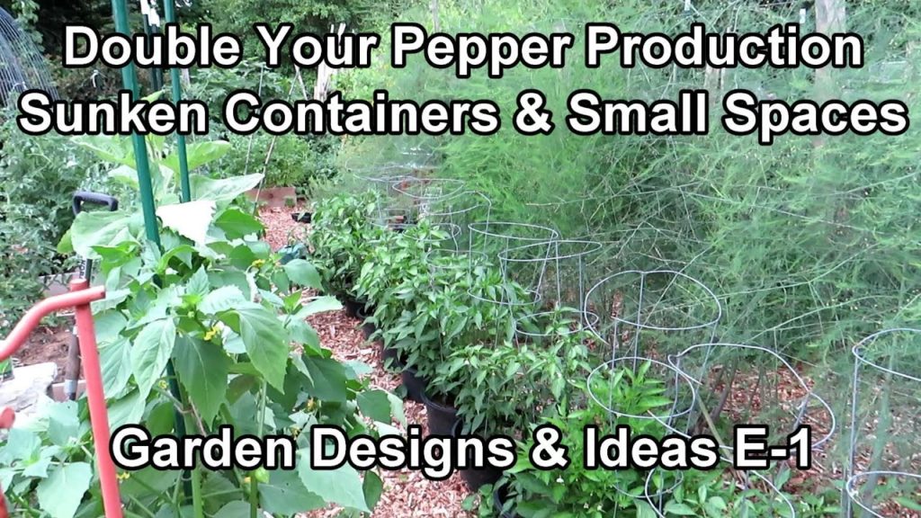 Gary Pilarchik: Growing Pepper Plants in a Sunken Container Garden – Double Your Yield : Garden Designs & Ideas E-1 Growing Pepper Plants in a Sunken Container Garden - Double Your Yield : Garden Designs & Ideas E-1
