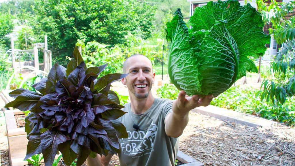 This is FOOD FREEDOM, Backyard Garden Harvest!