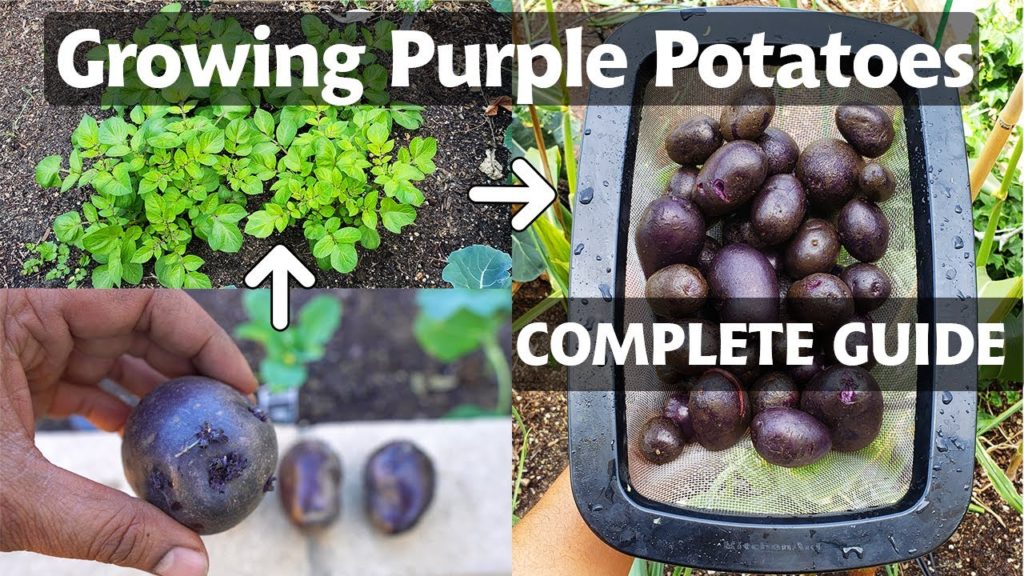 California Gardening: Planting & Growing Purple Potatoes – A Complete Potato Growing Guide Planting & Growing Purple Potatoes - A Complete Potato Growing Guide