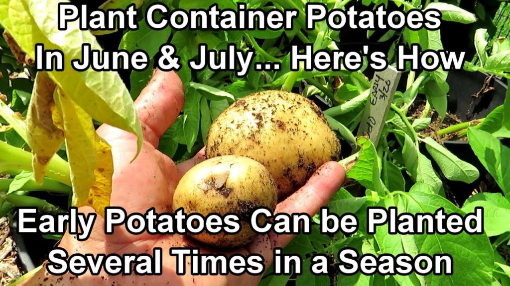 Gary Pilarchik: All the Steps for Planting Early Potatoes in Containers… in the Summer! – I Plant Them 3x's a Year All the Steps for Planting Early Potatoes in Containers... in the Summer! - I Plant Them 3x's a Year