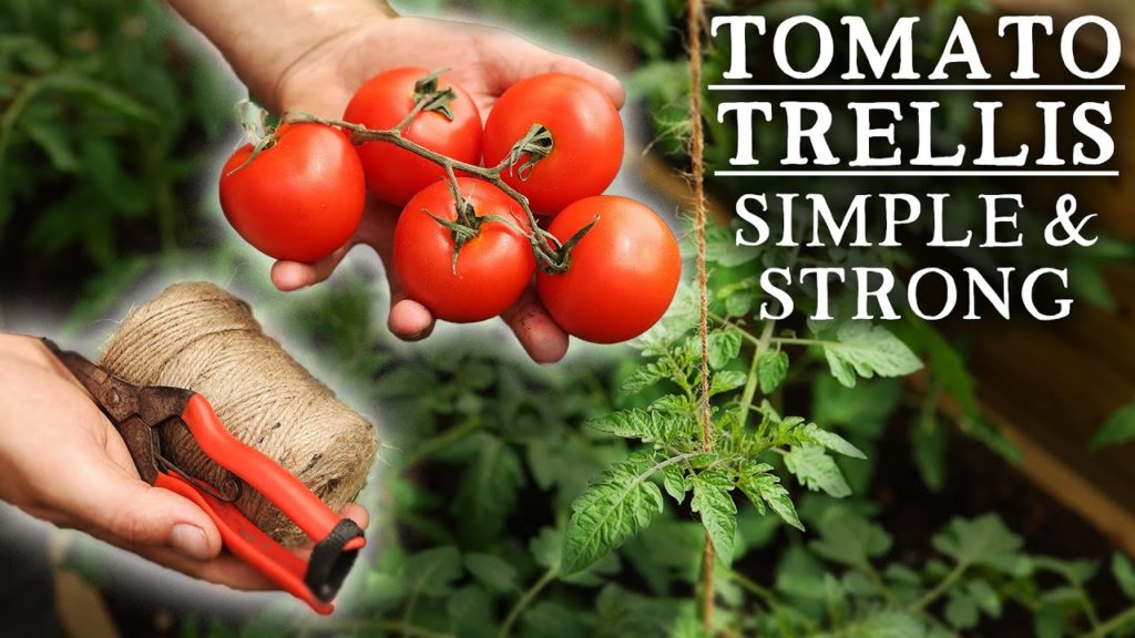 Huw Richards: The Ultimate Low-Cost Tomato Trellis for Undercover Growing The Ultimate Low-Cost Tomato Trellis for Undercover Growing