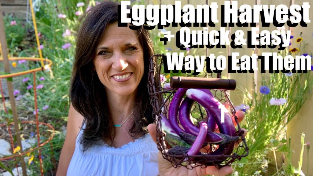 How & When to Harvest Eggplant & A Quick & Simple Way to Eat Them 🍆