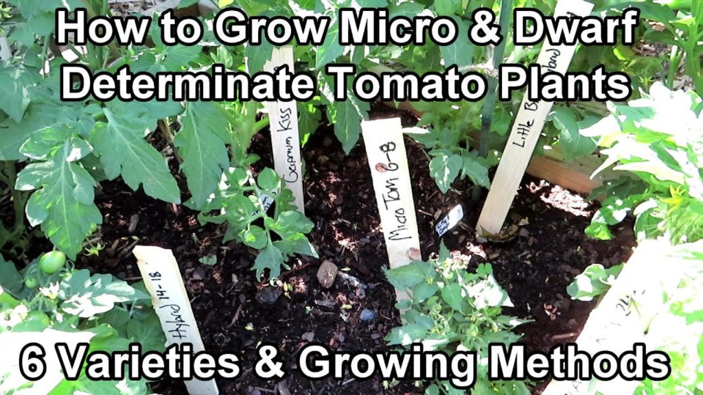 Gary Pilarchik: How to Grow Micro & Dwarf Tomato Plants: Basic Setup, Plant Varieties, Growth Examples & More How to Grow Micro & Dwarf Tomato Plants: Basic Setup, Plant Varieties, Growth Examples & More
