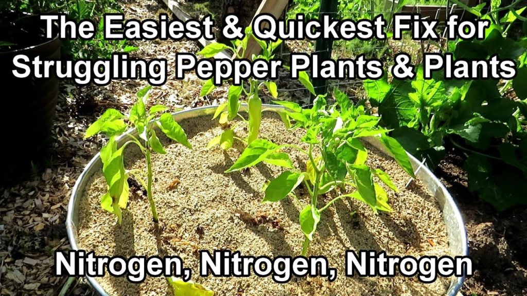 How to Fix Pepper Plants that are Weak, Yellow, Struggling: Water Soluble Nitrogen Works Every Time!