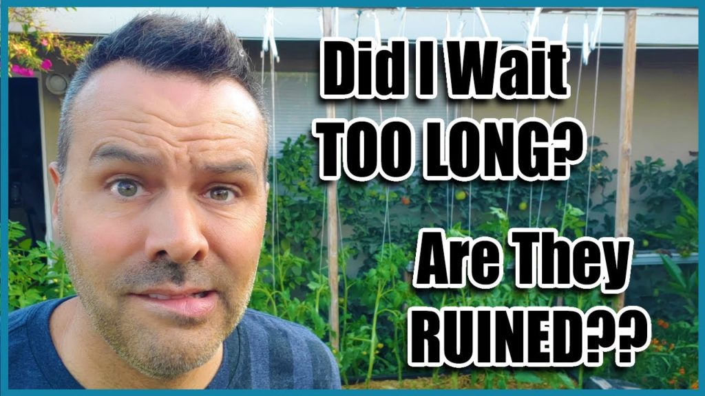 How to PRUNE & Trellis TOMATOES (even a little late).