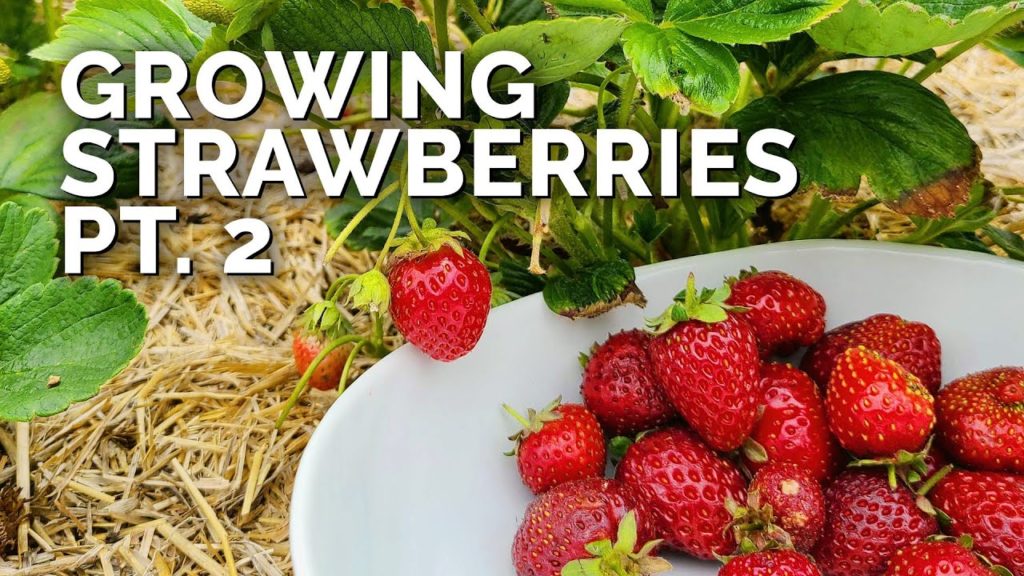 Epic Gardening: Growing Strawberries (Part 2): Pruning, Pests, and Harvesting Growing Strawberries (Part 2): Pruning, Pests, and Harvesting