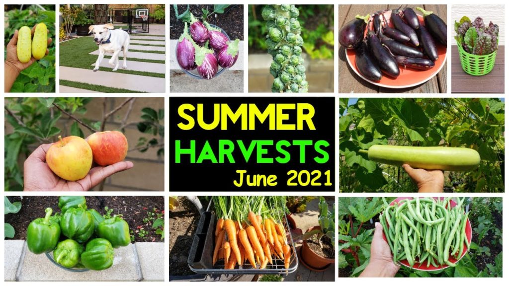 Incredible Summer Harvests. Backyard Homestead, Gardening Tips & Tricks!