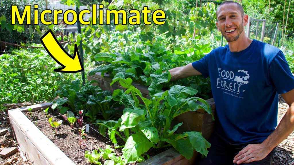 12 Veggies that Grow in SHADE, Utilizing Microclimates