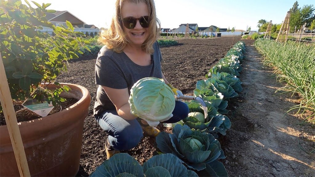 Garden Answer: Harvesting & Giving Away Cabbage With My Mom! 🥬 // Garden Answer Harvesting & Giving Away Cabbage With My Mom! 🥬 // Garden Answer