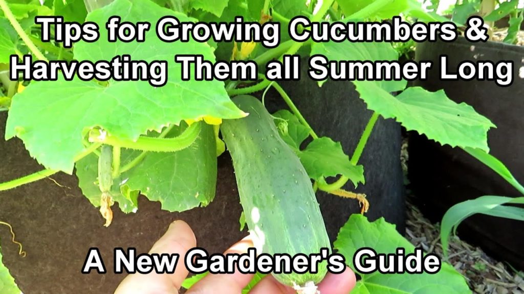 Gary Pilarchik: An Overview On Growing Cucumbers for New Gardeners: Feeding & Watering Frequency, Containers & More! An Overview On Growing Cucumbers for New Gardeners: Feeding & Watering Frequency, Containers & More!