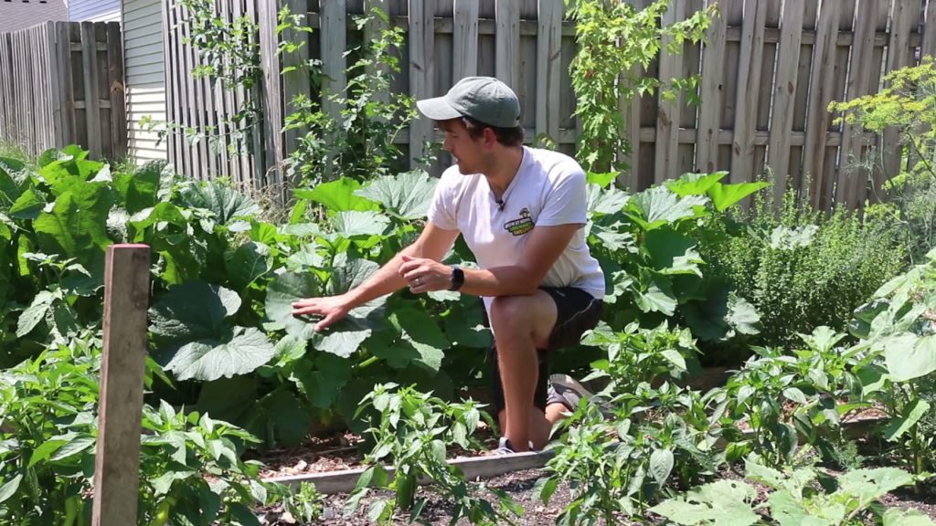 When is the BEST Time to Water the Garden and Why?