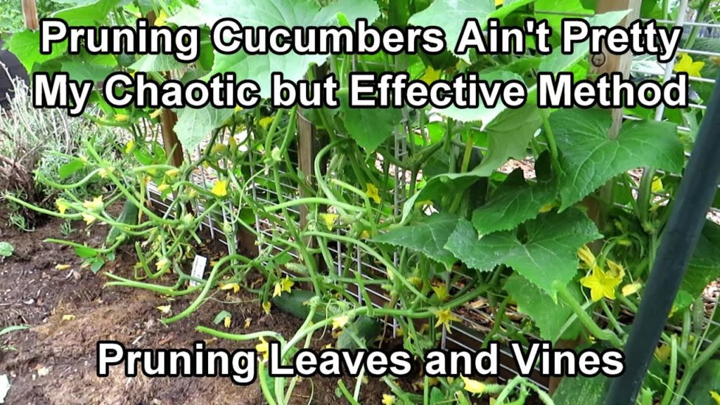 Gary Pilarchik: How to Prune Cucumber Plants with Leaf & Vine Examples: Principles and Purpose… Not Perfection How to Prune Cucumber Plants with Leaf & Vine Examples: Principles and Purpose... Not Perfection