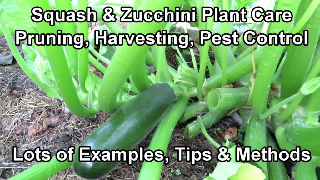 Gary Pilarchik: Squash & Zucchini: How to Prune or 'Not', Brown Tip Fruit, Managing the Vine Borer, Squash Bug Eggs Squash & Zucchini: How to Prune or 'Not', Brown Tip Fruit, Managing the Vine Borer, Squash Bug Eggs