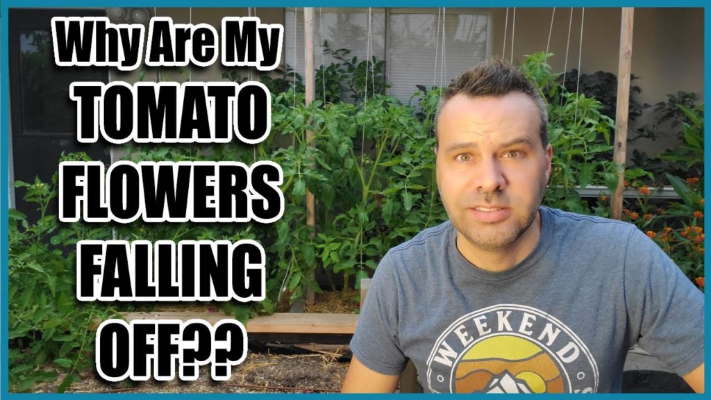 California Garden TV: Why are My Tomato Flowers Falling Off? Why are My Tomato Flowers Falling Off?