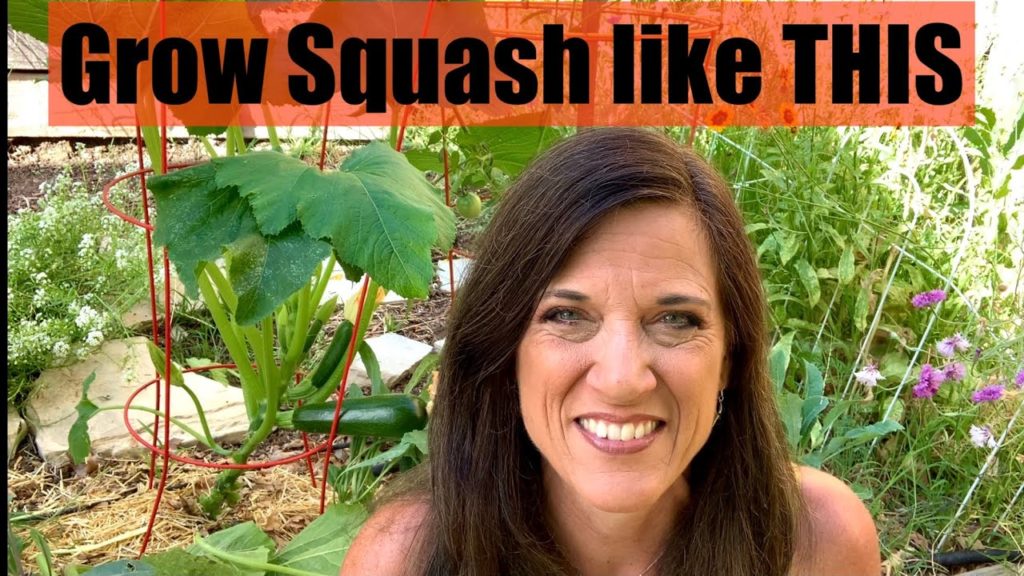 CaliKim: Grow Squash like THIS not like THAT! 🌱☀️ Grow Squash like THIS not like THAT! 🌱☀️