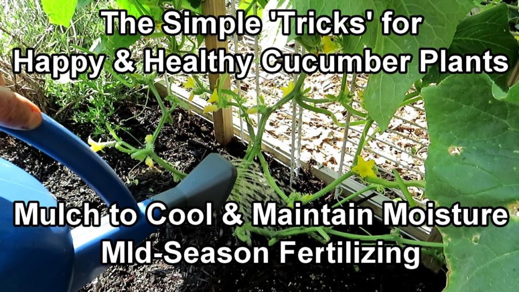 Gary Pilarchik: The Logic Behind Mulching Cucumbers & Mid-Season Fertilizing Methods: Keep Your Cucumbers Happy! The Logic Behind Mulching Cucumbers & Mid-Season Fertilizing Methods: Keep Your Cucumbers Happy!